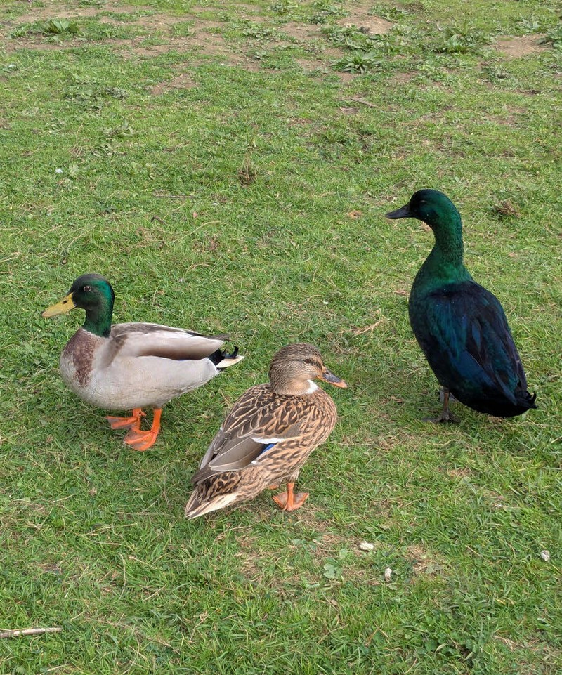 Dari burung hantu berwarna jingga hingga jerapah tanpa bintik, inilah deretan hewan yang terlahir dengan warna unik yang sangat jarang ditemukan di habitat aslinya.