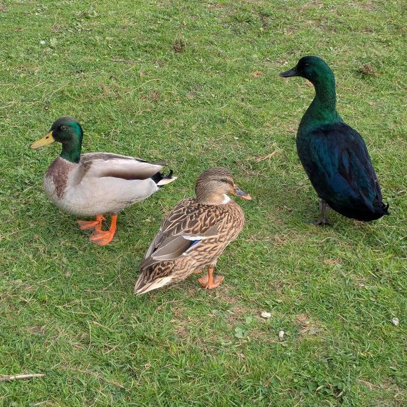 Dari burung hantu berwarna jingga hingga jerapah tanpa bintik, inilah deretan hewan yang terlahir dengan warna unik yang sangat jarang ditemukan di habitat aslinya.