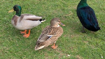 Keindahan bebek Mallard dengan warna yang berkilau ini menunjukkan variasi bulu yang sangat mengkilap saat terkena cahaya matahari sehingga ia tampak lebih bersinar dibandingkan teman-teman di kawanannya. (Monkey3k via BoredPanda)