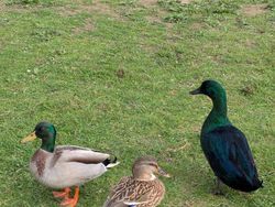 10 Hewan dengan Palet Warna Unik di Dunia