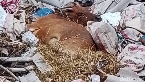 Bangkai sapi di pinggir jalan Flores Timur.