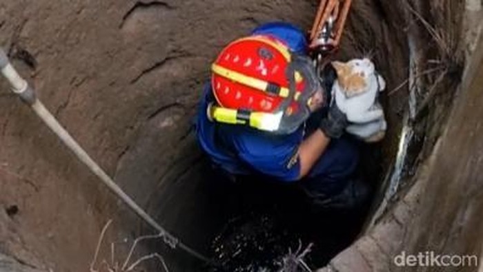 Damkar Boyolali evakuasi kucing tercebur sumur.