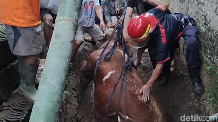 Damkar Boyolali bersama warga mengevakuasi sapi yang kecemplung septic tank di Karangnongko, Mojosongo, Boyolali, Senin (2/3/2026).