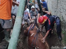 Sapi Limosin Nyemplung ke Septic Tank di Boyolali, Damkar Evakuasi