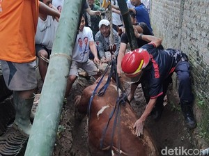 Sapi Limosin Nyemplung ke Septic Tank di Boyolali, Damkar Evakuasi