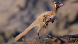 Penemuan Dinosaurus Seukuran Ayam Ini Bongkar Teori 'T-Rex Menciut'