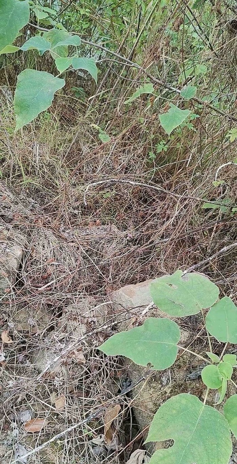 Main sejenak yuk, agar pikiran lebih santai dan rileks. Sekarang, temukan hewan atau benda-benda tersembunyi di deretan foto berikut. Bisa dapat semuanya?