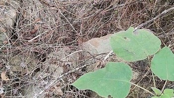 Sekarang, temukan anak kucing di gambar berikut. Foto: lalillappwer via Bored Panda