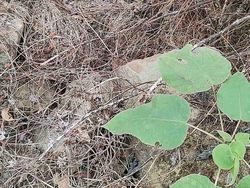 Game sebelum Buka Puasa: Temukan Mereka yang Berkamuflase!