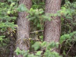 Game sebelum Buka Puasa: Temukan Mereka yang Berkamuflase!