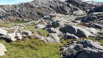 Ada orang di foto ini! Temukan! Foto: technowise via Bored Panda