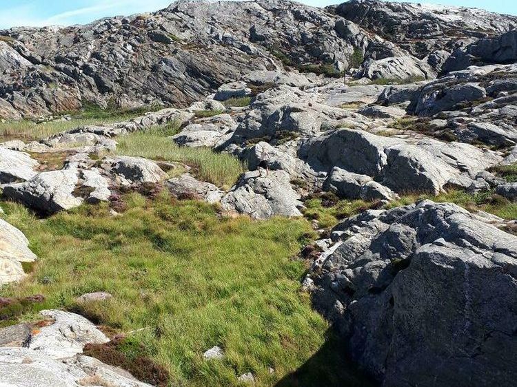 Game sebelum Buka Puasa: Temukan Mereka yang Berkamuflase!