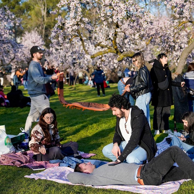 Hamparan Almond Mekar Warnai Musim Semi di Madrid