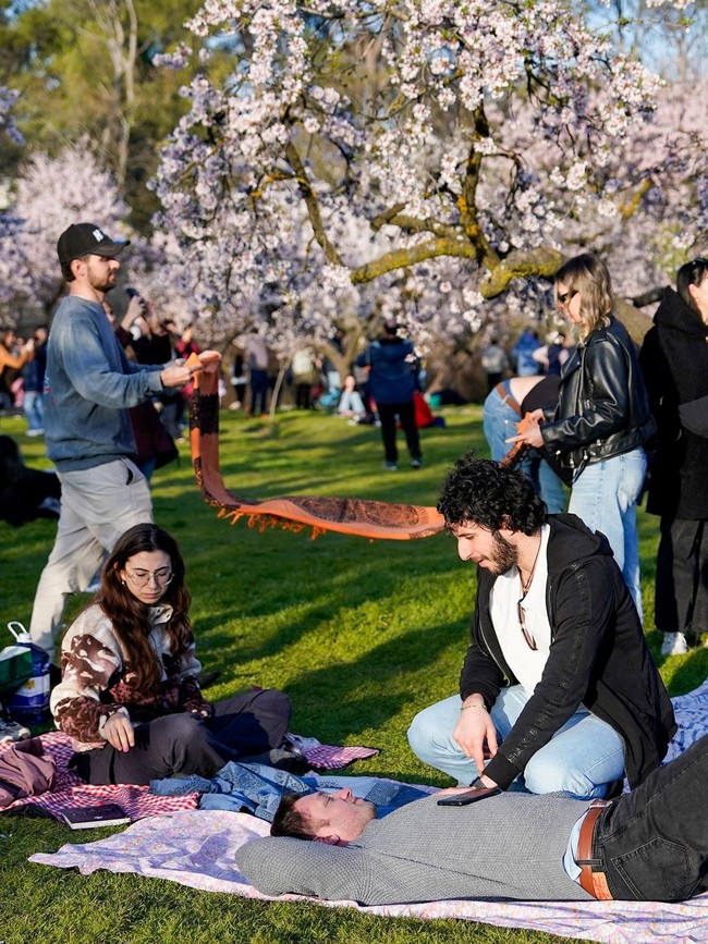 Hamparan Almond Mekar Warnai Musim Semi di Madrid