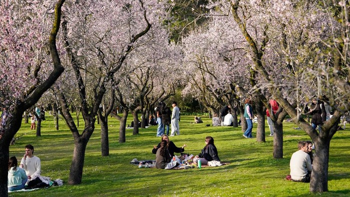 People spend time outside amongst blooming almond trees at Quinta de los Molinos park in Madrid, Spain, March 1, 2026. REUTERS/Ana Beltran       TPX IMAGES OF THE DAY