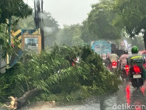 Hujan Angin di Surabaya, Sejumlah Pohon Tumbang ke Jalan