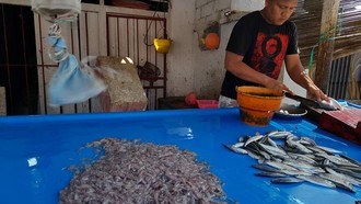 Kisah Ikan Nike, Kemunculannya di Teluk Tomini Jadi Penanda Bulan Ramadan