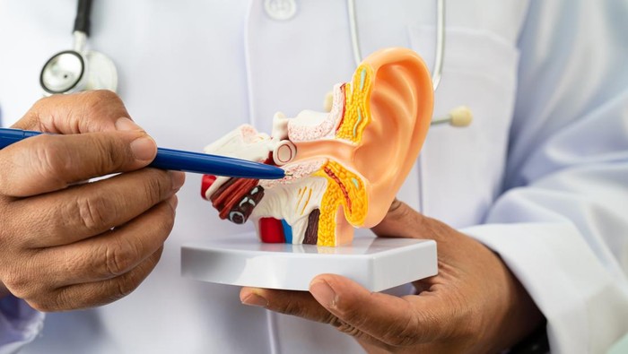 Asian doctor holding human ear model to learn and treat hearing loss in patient.
