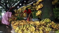 Pisang yang dijual didatangkan dari Lampung dengan harga bervariasi mulai Rp10.000 hingga Rp35.000 per sisir.  