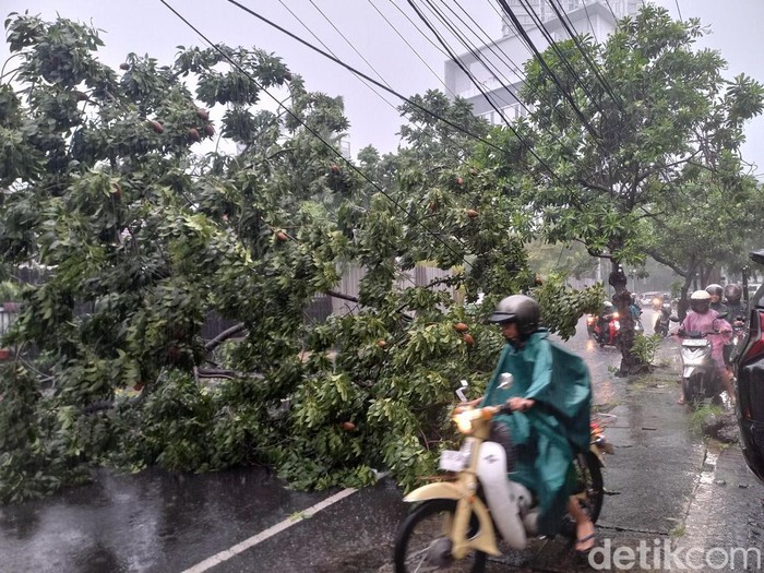 Macet di Surabaya akibat pohon tumban saat hujan angin