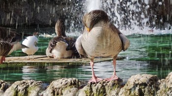 Di sekitar kolam air mancur banyak burung merpati dan bebek yang menggemaskan. Foto: Virgina Maulita Putri/detikINET