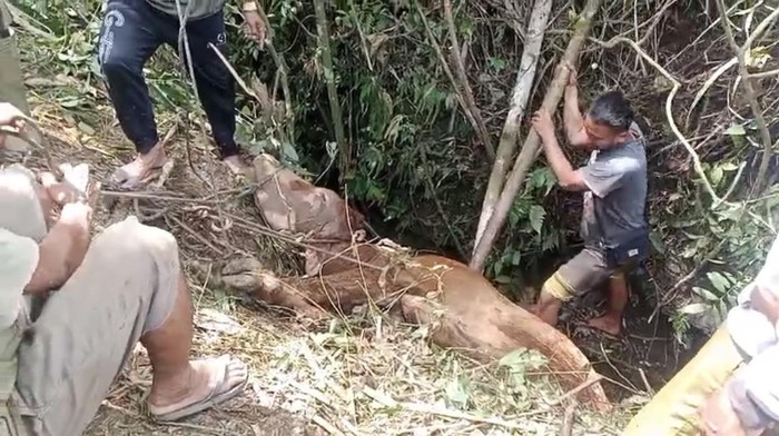 Sapi milik Eman terperosok ke gua di Pangandaran
