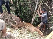 Pilu Eman, Sapi Miliknya untuk Pendidikan Anak Berakhir Tragis