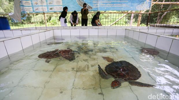 Serunya Liburan di Tanjung Lesung! Surga Watersport dan Konservasi Penyu dalam Satu Kawasan Kawasan Tanjung Lesung di Kabupaten Pandeglang, Banten, menjadi destinasi wisata pantai yang menawarkan pengalaman liburan lengkap dalam satu area. Tak hanya menyuguhkan panorama laut terbuka dengan pasir putih dan angin sepoi-sepoi, kawasan ini juga dikenal sebagai surga olahraga air sekaligus pusat edukasi konservasi penyu.