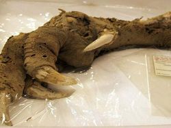 Deretan Temuan Arkeolog yang Mencengangkan dan Mengerikan