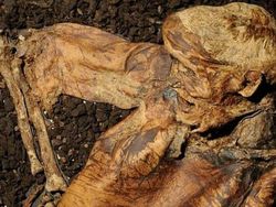 Deretan Temuan Arkeolog yang Mencengangkan dan Mengerikan