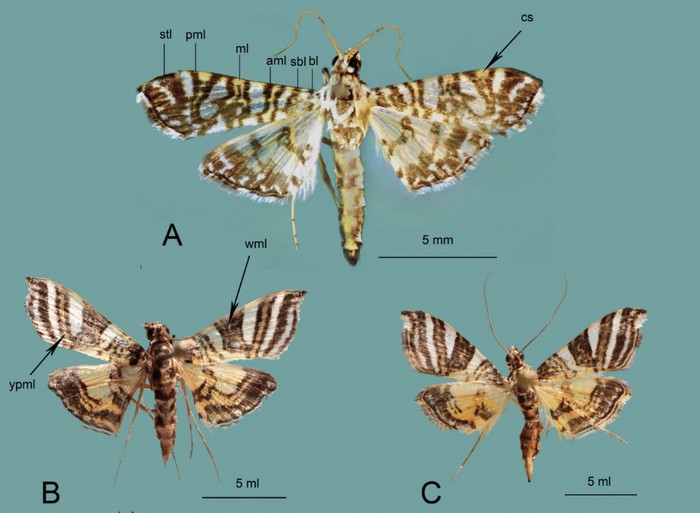 2 spesies ngengat endemik Indonesia yang berhasil diidentifikasi peneliti BRIN