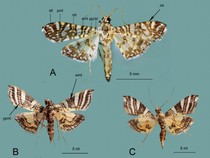 2 Spesies Baru Ngengat Teridentifikasi, Ditemukan di Sulawesi dan Papua