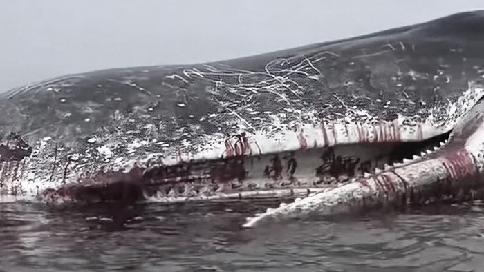 Penampakan bangkai paus sperma ditemukan terdampar di pantai Kolaka.