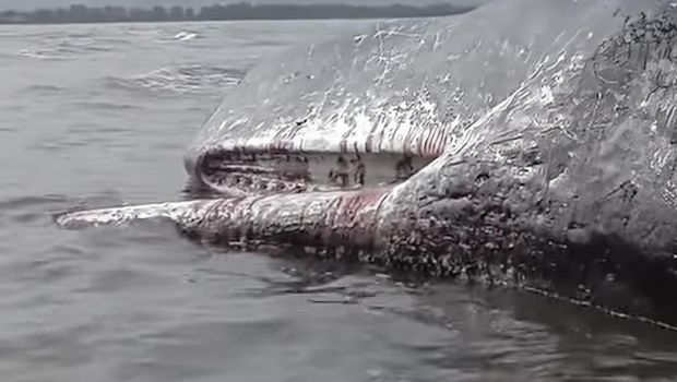 Bangkai paus sperma ditemukan terdampar di pantai Kolaka, Sultra. Bangkai paus sperma ditemukan terdampar di pantai Kolaka, Sultra.