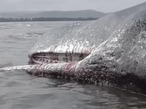 Bangkai Paus Sperma Terdampar di Pantai, Begini Penampakannya