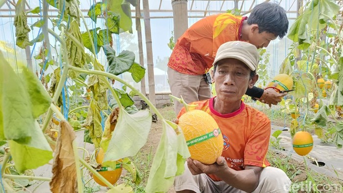 Cuan Belasan Juta Rupiah dari Manisnya Golden Melon Lumajang