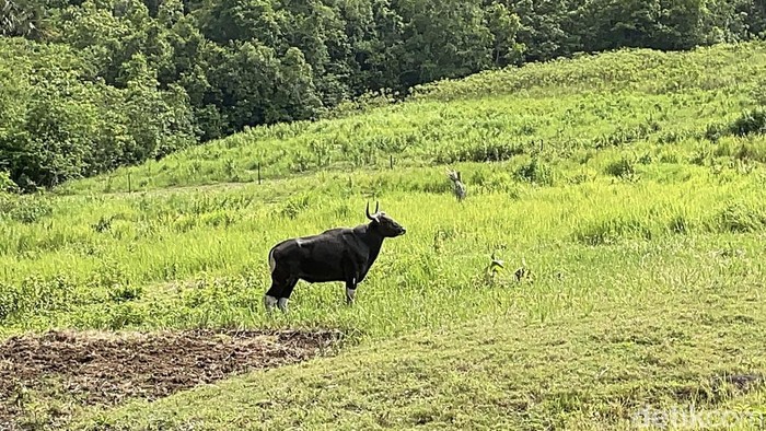 Kawasan Lapangan Banteng TWA Cagar Alam Pangandaran.