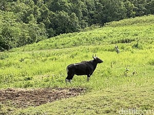 Sejarah Banteng Jawa di Cagar Alam Pangandaran