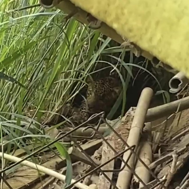 Macan Tutul Muncul di Tawangmangu, 42 Kamera Trap Dipasang di Gunung Lawu