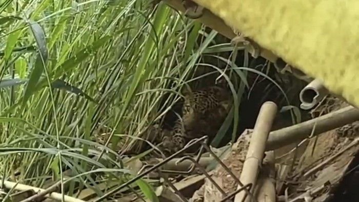 Macan Tutul terekam warga tengah bersembunyi di Desa Sepanjang, Kecamatan Tawangmangu, Kabupaten Karanganyar, Selasa (3/3/2026).