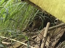 42 Kamera Trap Dipasang di Gunung Lawu, Pantau Pergerakan Macan Tutul