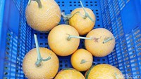 Buah melon tersebut bisa dipanen setelah berusia lima puluh delapan hari setelah tanam. Satu buah melon bisa mencapai berat 2,5 kilogram.