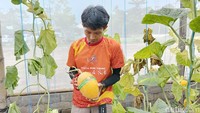 Rohmat bersama pekerjanya merawat ratusan tanaman melon jenis Golden Melon di dalam green house yang berada di Desa Petahunan Kecamatan Sumbersuko, Lumajang.