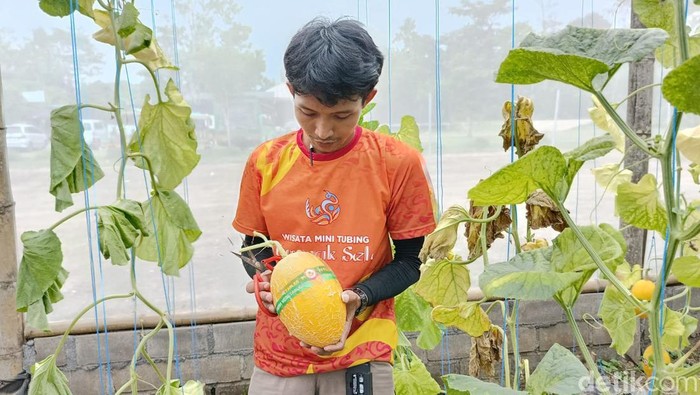 Manisnya Buah Golden Melon Lumajang