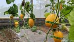 Manisnya Buah Golden Melon Lumajang