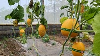 Bulan suci permintaan melonjak tajam. Buah Golden Melon dijual seharga Rp 25.000 per kilogramnya. Tak heran Rohmat bisa meraup cuan hingga Rp 12 juta sekali panen.