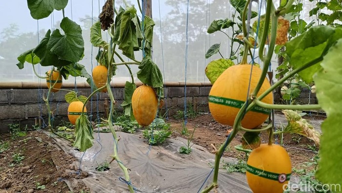 Manisnya Buah Golden Melon Lumajang