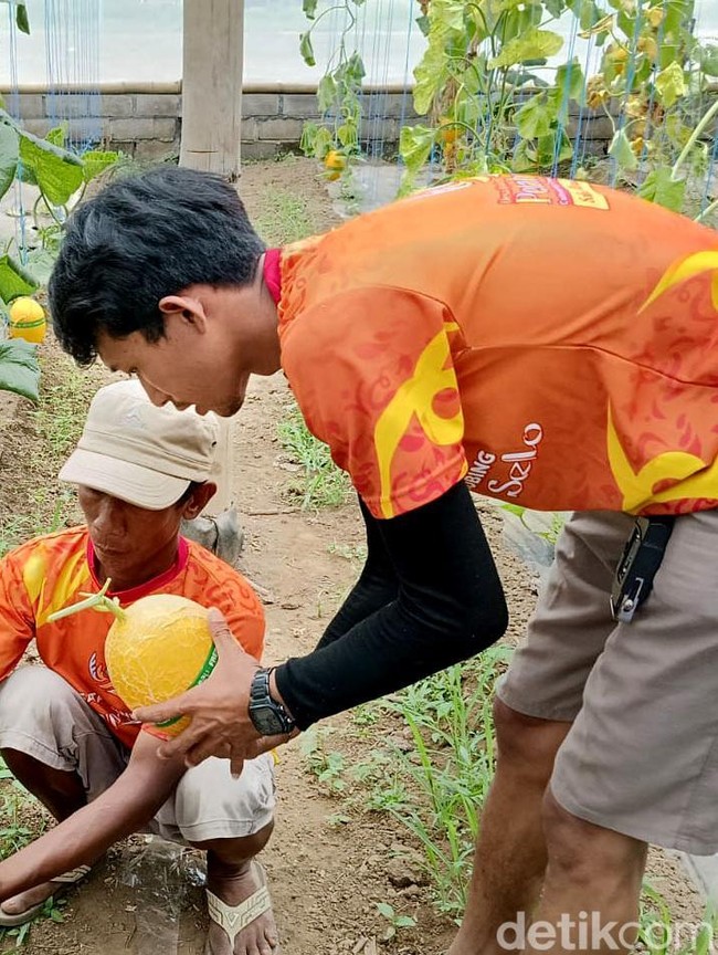 Manisnya Buah Golden Melon Lumajang