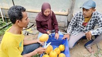 Saat memasuki masa panen, para pekerja sibuk memanen ratusan buah melon di dalam green house berukuran dua ratus meter persegi.