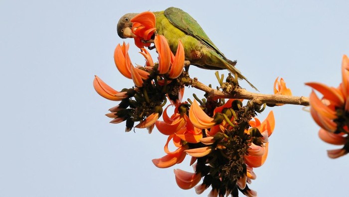A parrot sits on a Butea monosperma tree as it blossoms during spring season, in Dhaka, Bangladesh, February 28, 2026. REUTERS/Mohammad Ponir Hossain